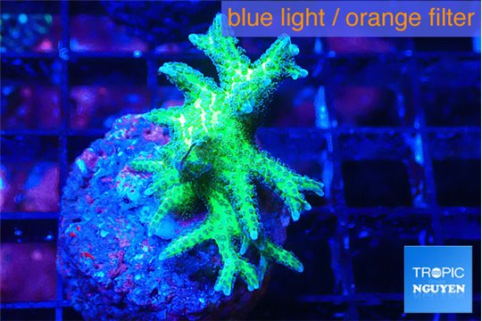 Seriatopora hystrix golden 3-4 cm WYSIWYG acclimaté