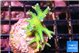 Seriatopora hystrix golden 3-4 cm WYSIWYG acclimaté