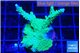 Acropora green blue 4-7 cm WYSIWYG acclimaté