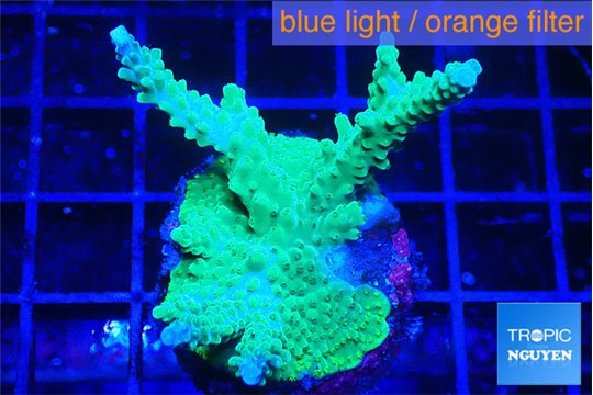 Acropora green blue 4-7 cm WYSIWYG acclimaté