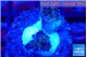Pocillopora damicornis pink 1 cm WYSIWYG acclimaté
