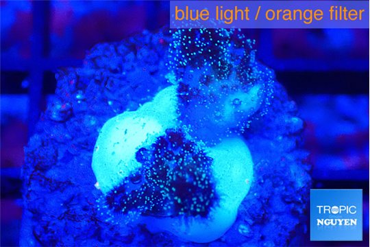 Pocillopora damicornis pink 1 cm WYSIWYG acclimaté