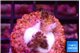 Pocillopora damicornis pink 1 cm WYSIWYG acclimaté