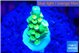 Acropora neon green 1-2 cm WYSIWYG acclimaté