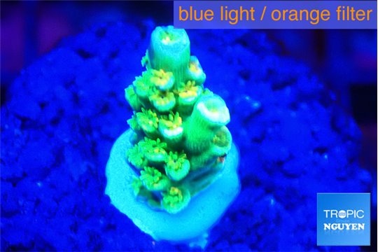 Acropora neon green 1-2 cm WYSIWYG acclimaté