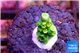 Acropora neon green 1-2 cm WYSIWYG acclimaté