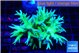 Seriatopora hystrix golden 5-6 cm WYSIWYG acclimaté