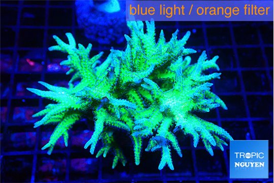 Seriatopora hystrix golden 5-6 cm WYSIWYG acclimaté