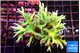 Seriatopora hystrix golden 5-6 cm WYSIWYG acclimaté