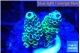 Acropora millepora 1-2 cm WYSIWYG acclimaté