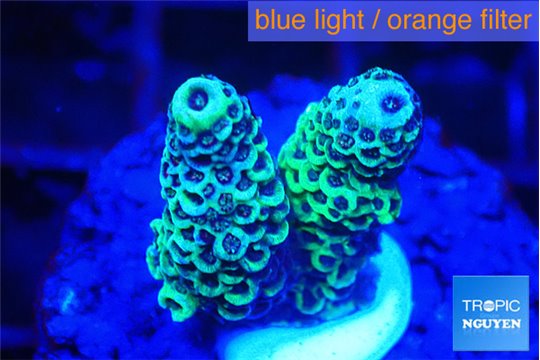 Acropora millepora 1-2 cm WYSIWYG acclimaté