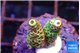 Acropora millepora 1-2 cm WYSIWYG acclimaté