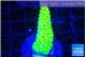 Acropora neon green 1-3 cm WYSIWYG acclimaté