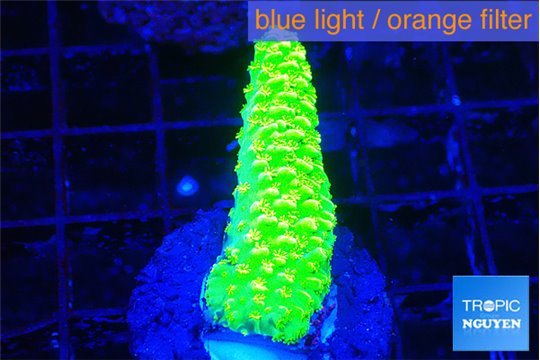 Acropora neon green 1-3 cm WYSIWYG acclimaté