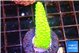 Acropora neon green 1-3 cm WYSIWYG acclimaté