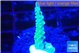 Acropora green blue Fijii 1-3 cm WYSIWYG acclimaté