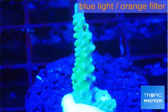 Acropora green blue Fijii 1-3 cm WYSIWYG acclimaté