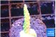 Acropora green blue Fijii 1-3 cm WYSIWYG acclimaté