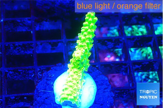 Acropora neon green 1-3 cm WYSIWYG acclimaté