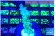 Acropora green blue Fijii 1-3 cm WYSIWYG acclimaté