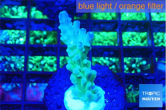 Acropora green blue Fijii 1-3 cm WYSIWYG acclimaté