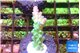 Acropora green blue Fijii 1-3 cm WYSIWYG acclimaté