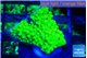 Acropora neon green 1-2 cm WYSIWYG acclimaté