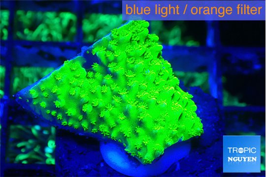 Acropora neon green 1-2 cm WYSIWYG acclimaté