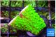 Acropora neon green 1-2 cm WYSIWYG acclimaté