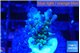 Acropora green blue Fijii 1-2 cm WYSIWYG acclimaté