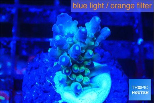 Acropora green blue Fijii 1-2 cm WYSIWYG acclimaté