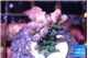Acropora green blue Fijii 1-2 cm WYSIWYG acclimaté