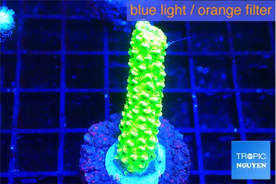 Acropora neon green 1-3 cm WYSIWYG acclimaté