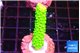 Acropora neon green 1-3 cm WYSIWYG acclimaté
