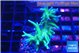 Seriatopora hystrix golden 2-4 cm WYSIWYG acclimaté
