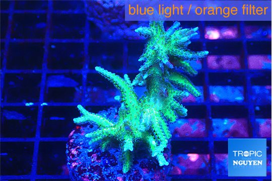 Seriatopora hystrix golden 2-4 cm WYSIWYG acclimaté
