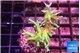 Seriatopora hystrix golden 2-4 cm WYSIWYG acclimaté