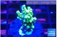 Acropora sunset 2-4 cm WYSIWYG acclimaté