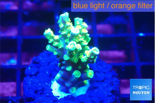 Acropora sunset 2-4 cm WYSIWYG acclimaté