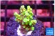 Acropora sunset 2-4 cm WYSIWYG acclimaté