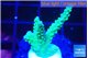 Acropora green purple 2-3 cm WYSIWYG acclimaté