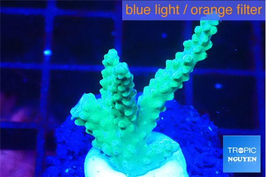 Acropora green purple 2-3 cm WYSIWYG acclimaté