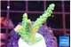 Acropora green purple 2-3 cm WYSIWYG acclimaté