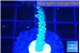 Acropora green purple 1-3 cm WYSIWYG acclimaté