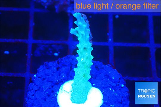 Acropora green purple 1-3 cm WYSIWYG acclimaté