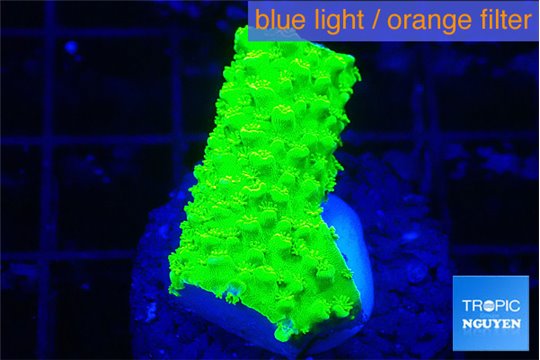 Acropora neon green 1-2 cm WYSIWYG acclimaté