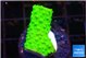 Acropora neon green 1-2 cm WYSIWYG acclimaté