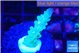 Acropora green purple 1-2 cm WYSIWYG acclimaté