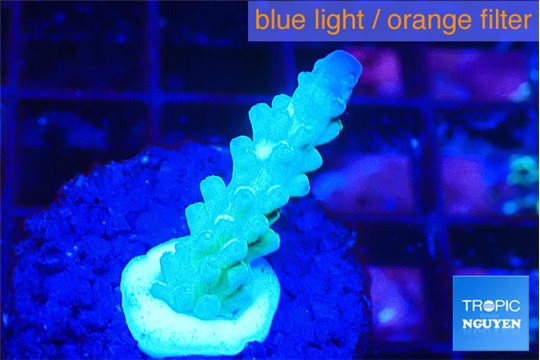 Acropora green purple 1-2 cm WYSIWYG acclimaté