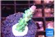 Acropora green purple 1-2 cm WYSIWYG acclimaté